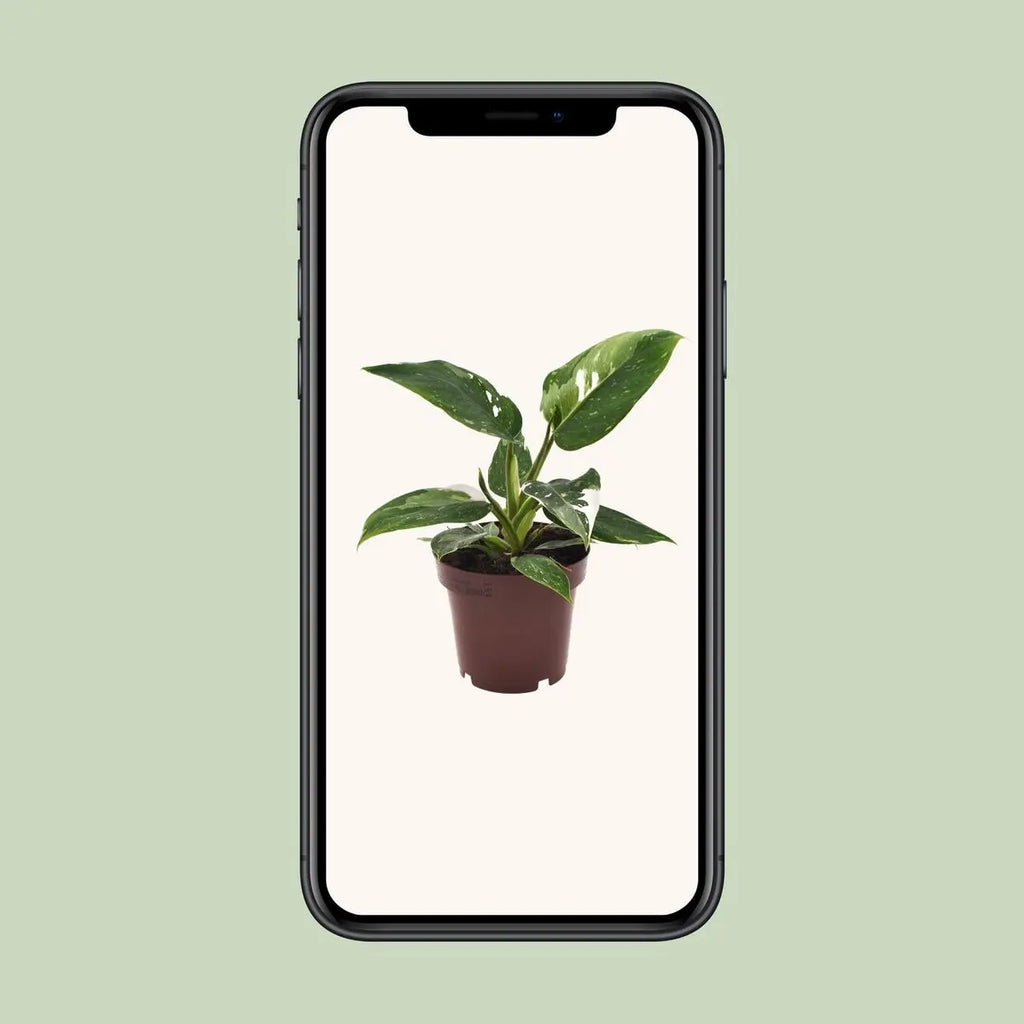 Philodendron White Princess Ø12 cm – ca. 25 cm, weiß-grün panaschiert - Pille Gartenwelt
