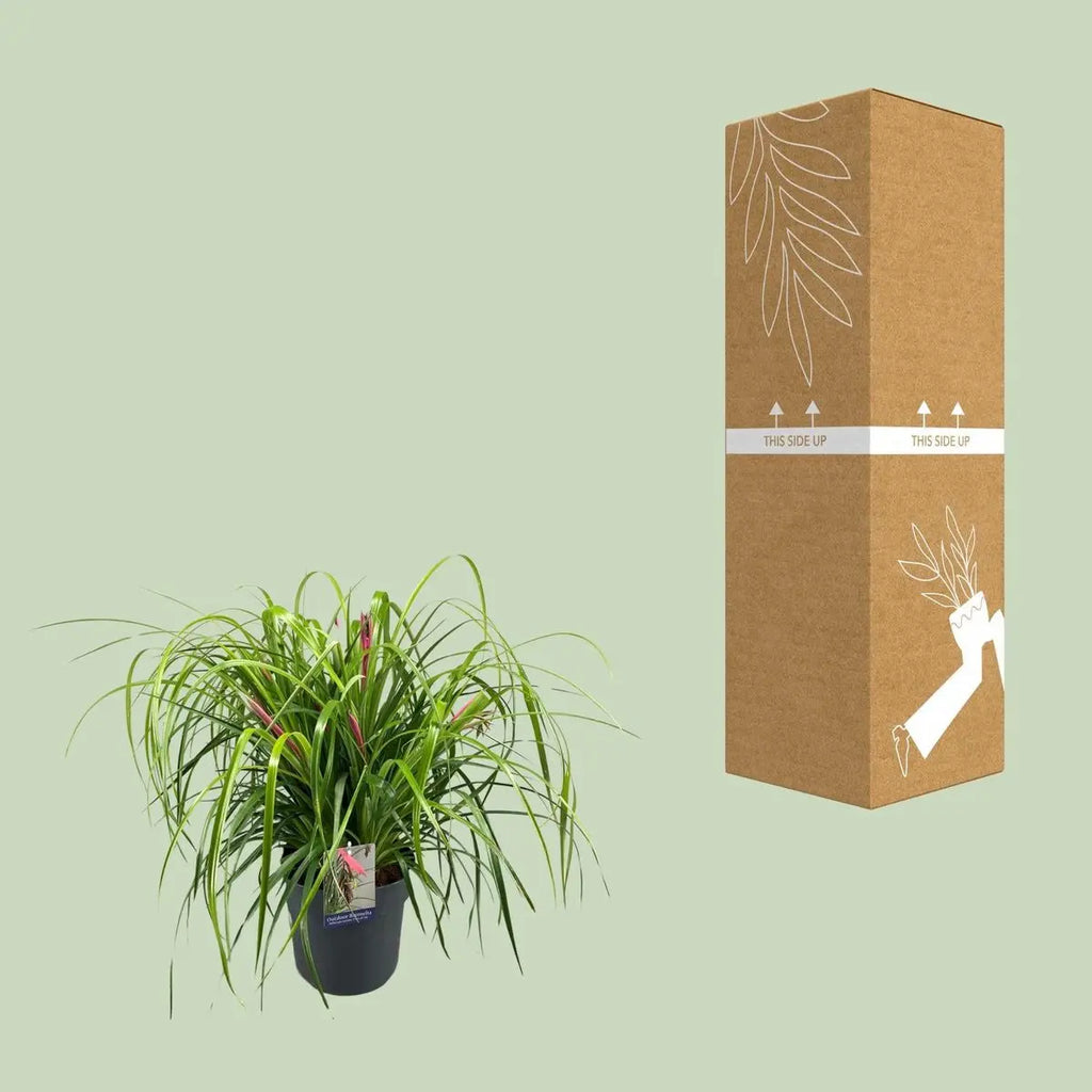 Billbergia Nutans Tränen der Freude [P24-H70] MEERgroothandel Planten