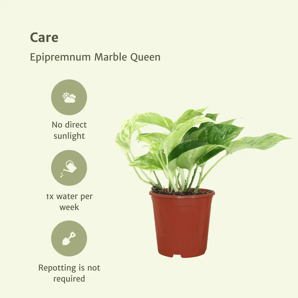 4 x panaschierte Efeutute | Epipremnum Marble Queen- ø12cm - ↕15cm - Pille Gartenwelt