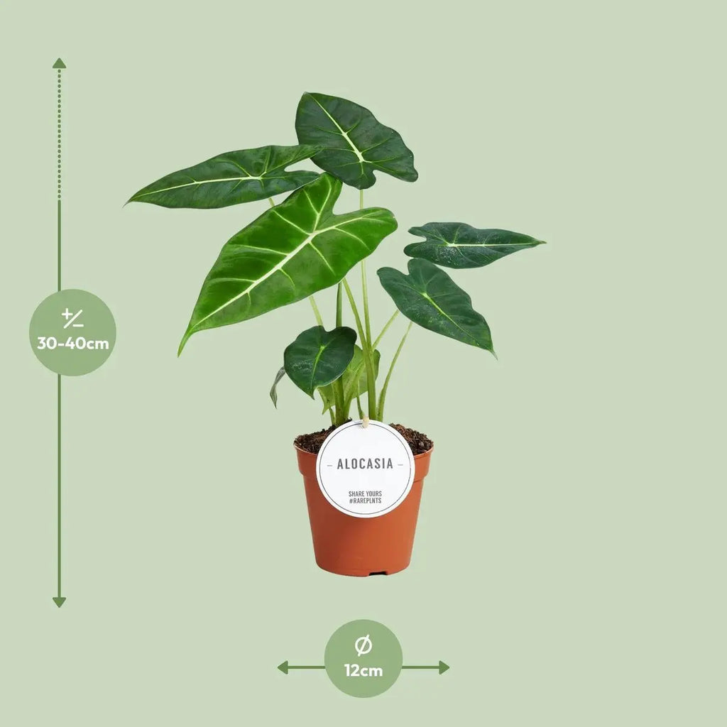 Alocasia Frydek - Ø12CM - ↕35 cm