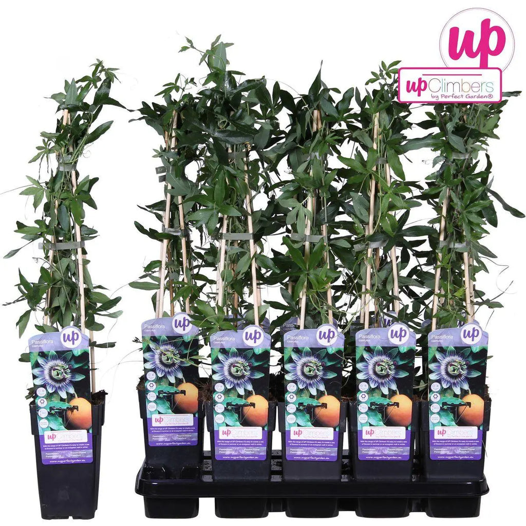 Passiflora Blau - ↨65 cm - Ø15 MEERgroothandel Planten