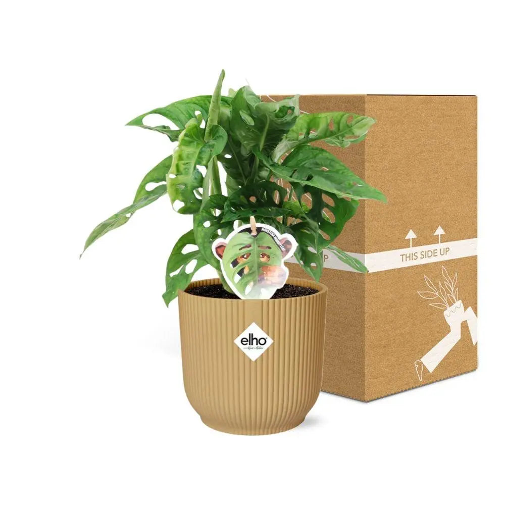 Monstera „Monkey Leaf“ in Elho Vibes Falten Sie 14 cm Geel MEERgroothandel Planten