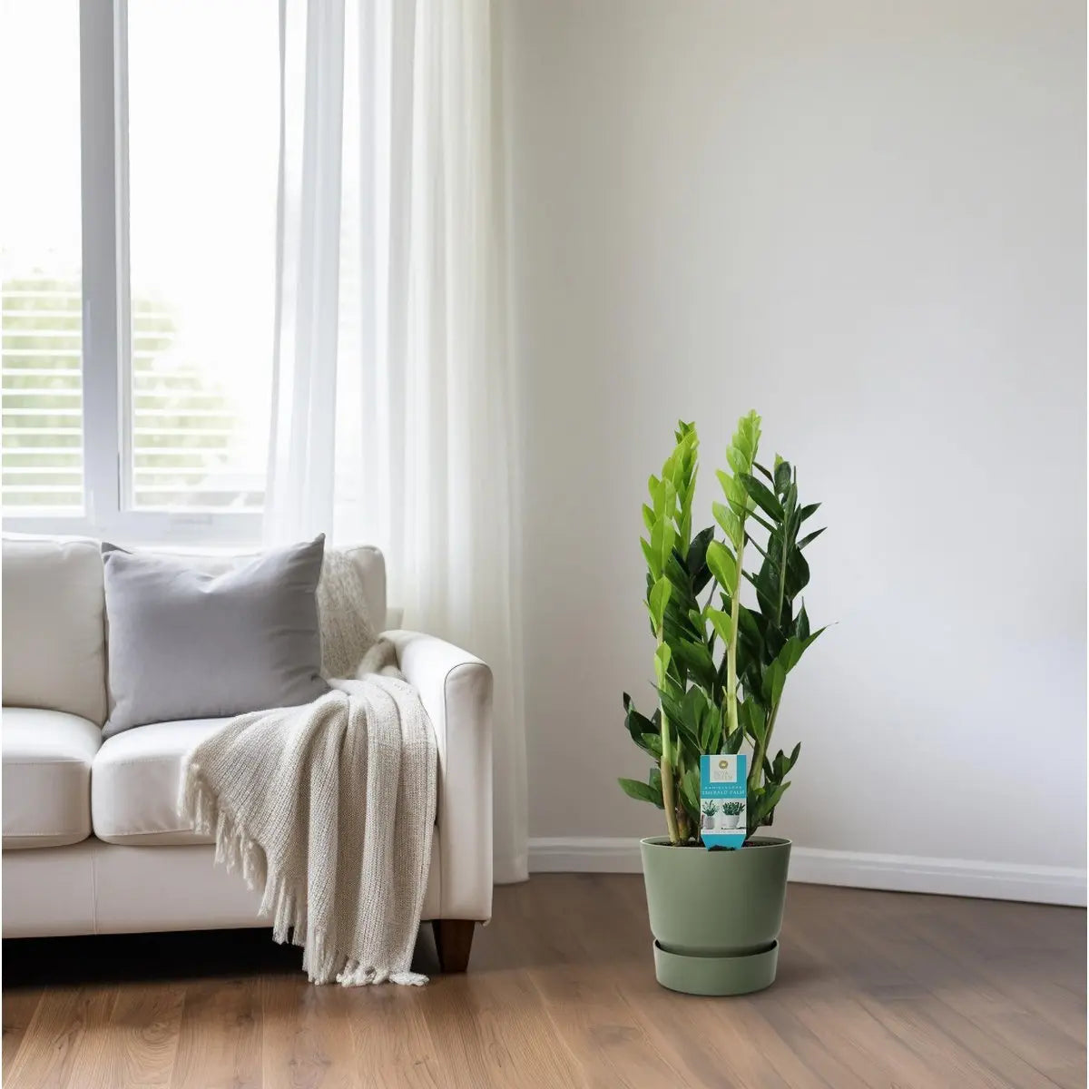 Zamioculcas Zamiifolia - Ø17cm - ↕65cm MEERgroothandel Planten