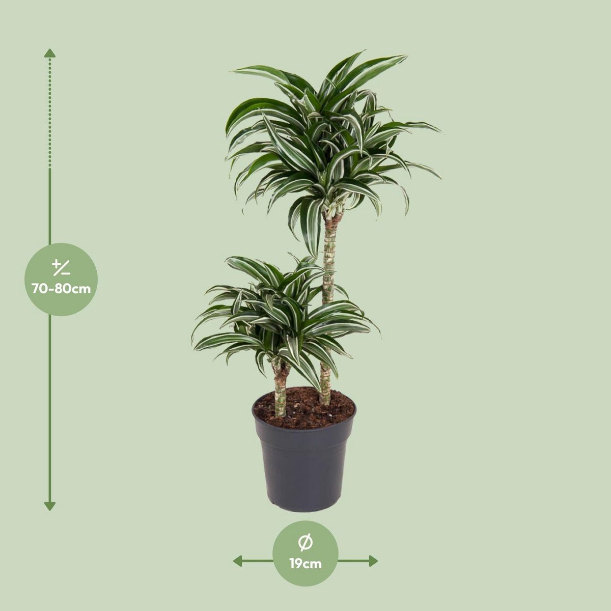 Dracaena Jade Jewel 45-15 [P19-H80] | Drachenbaum