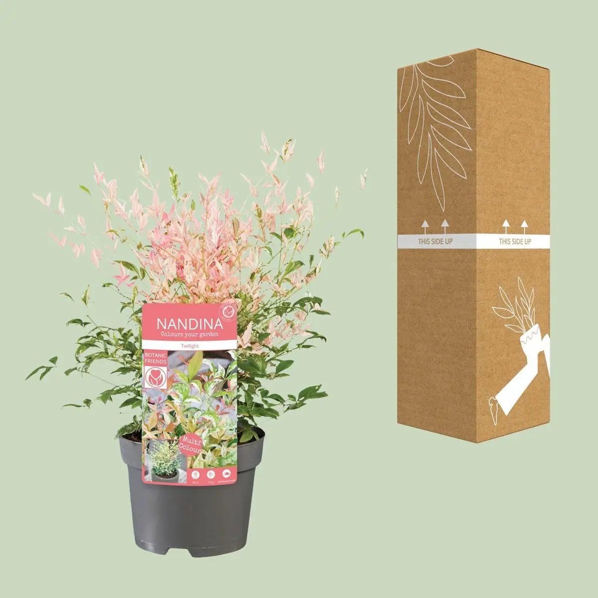 Nandina domestica (Himmelsbambus / Heiliger Bambus) 'Twilight' ® - ↕30cm - Ø19cm - Pille Gartenwelt