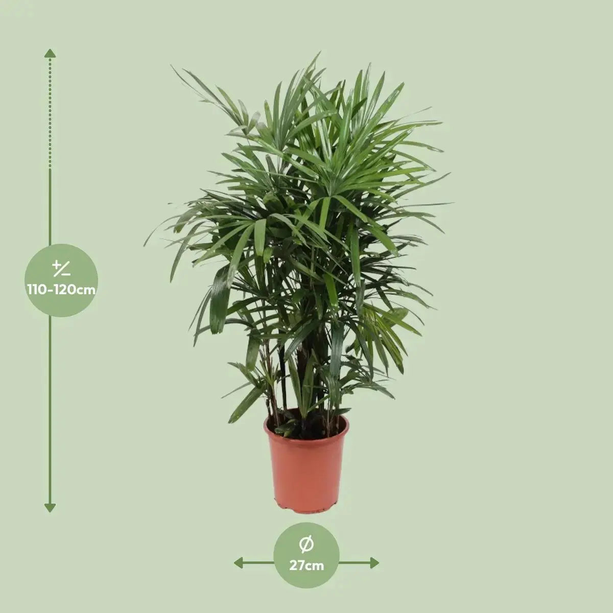 Rhapis Excelsa - Ø27cm - ↕120cm MEERgroothandel Planten