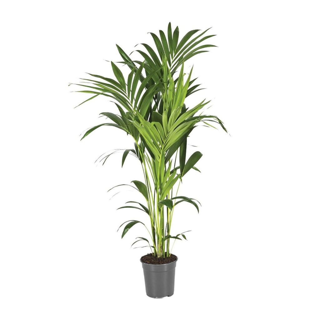 Howea Leinets - Ø21 cm - ↕130 cm | Kentia - Howea Palme