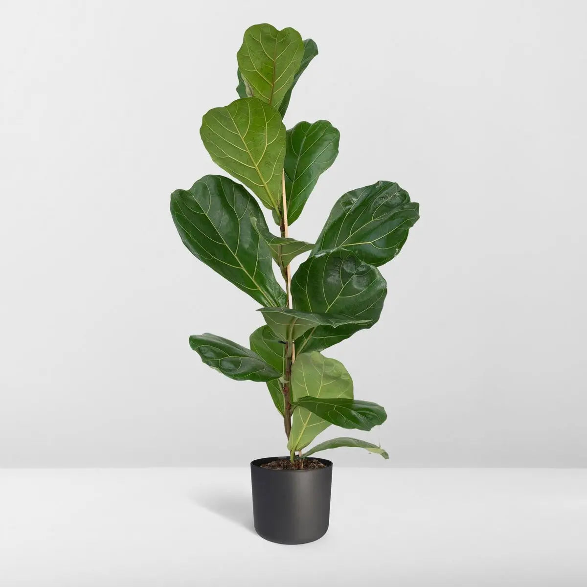 Ficus Lyrata - Gummipflanze - Ø17cm - ↕75cm MEERgroothandel Planten