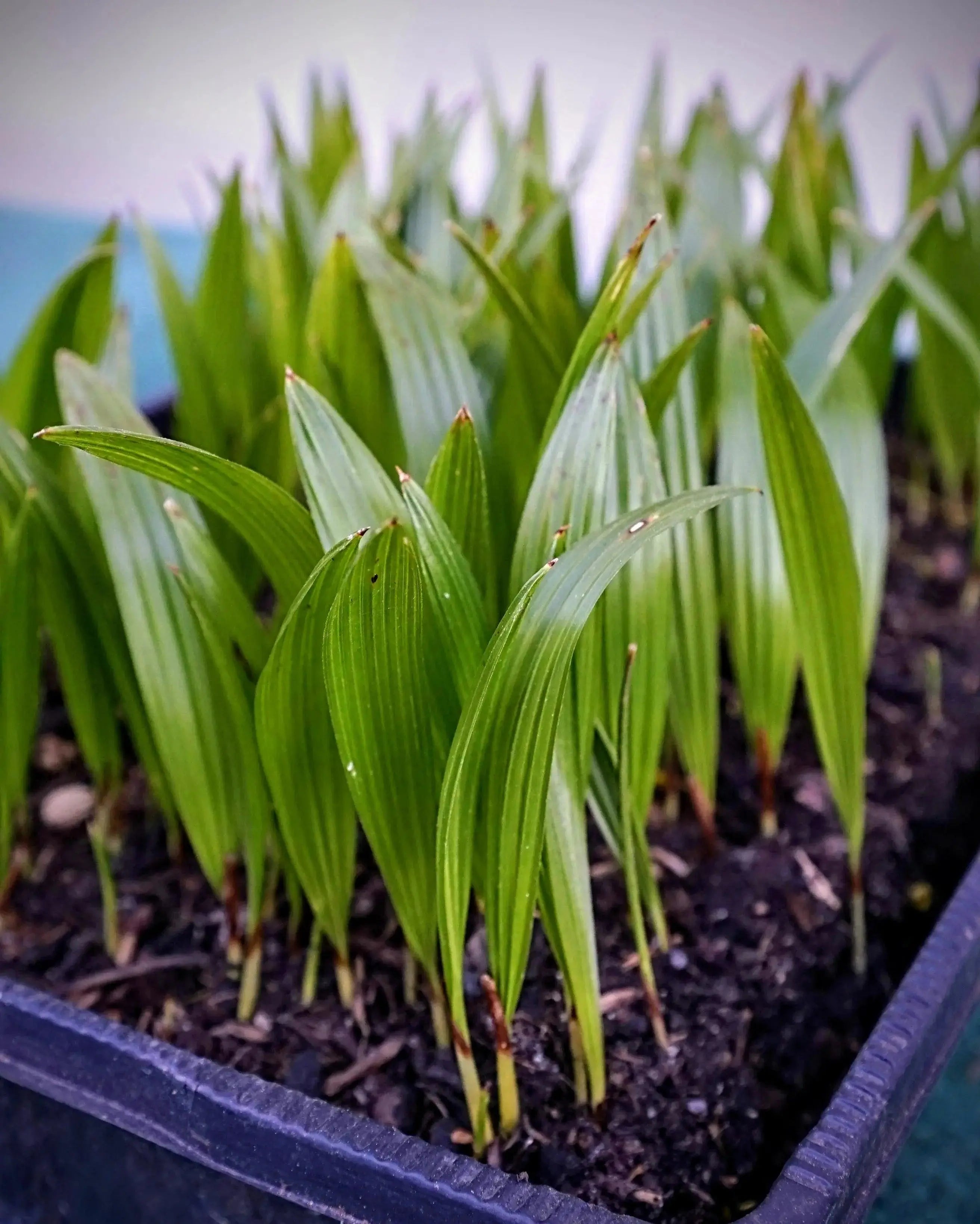 Trachycarpus fortunei - Chinesische Hanfpalme als Setzling aus Freilandzucht