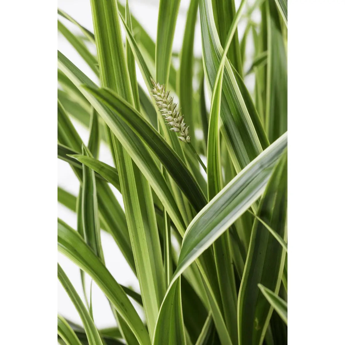 Zier-Gras Carex Morrowii 'Ice Dance' - Ø14cm - ↕30cm