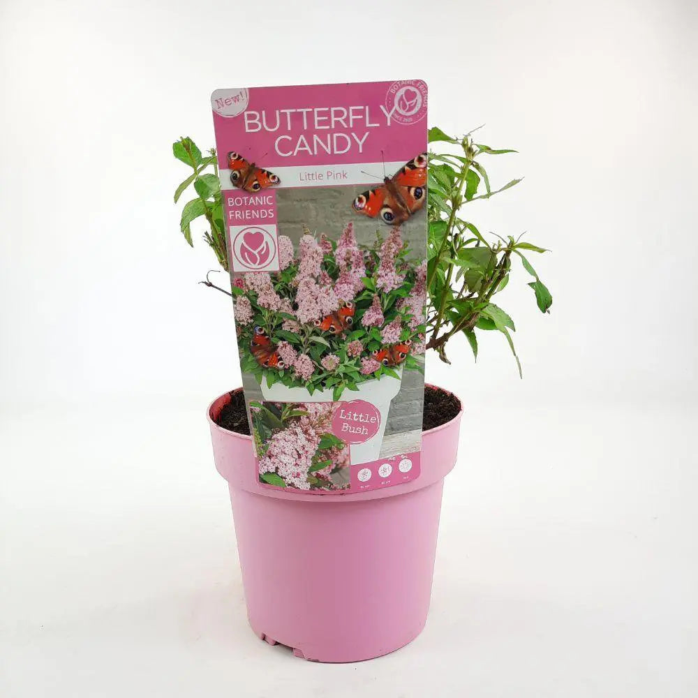 Buddleja Dav. 'Butterfly Candy Little Pink'® - ↕25 cm - Ø19cm - Pille Gartenwelt