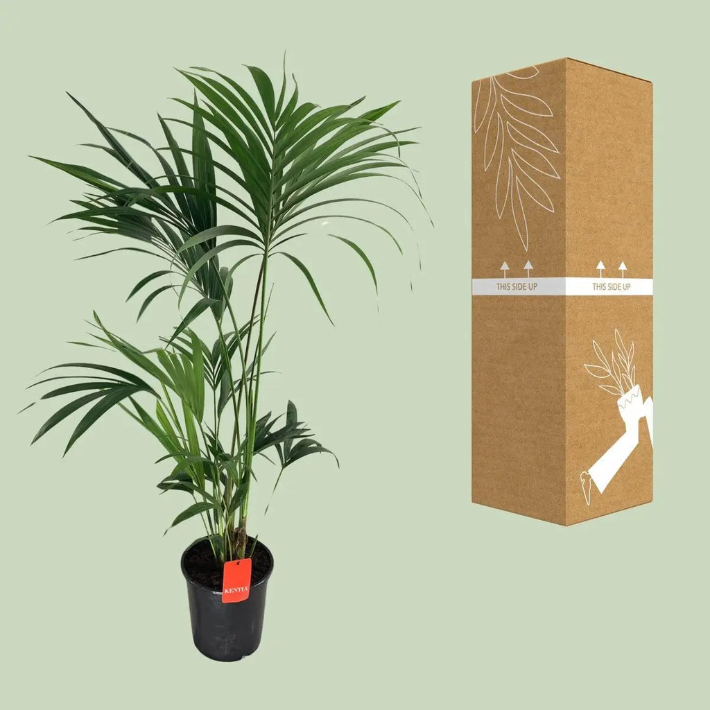 Kentia Palme (Howea) – Ø24 cm, ca. 130 cm, elegante pflegeleichte Zimmerpalme - Pille Gartenwelt