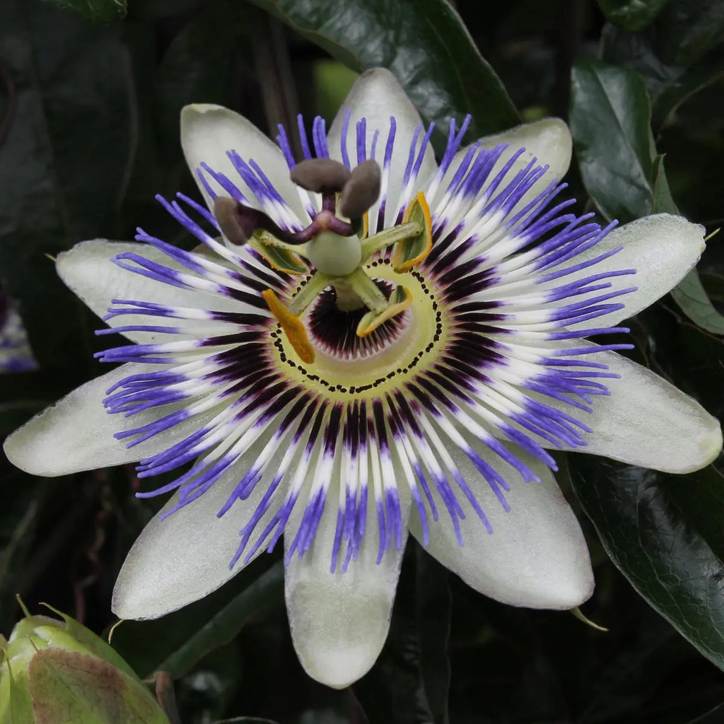 Passiflora Blau - ↨65 cm - Ø15 MEERgroothandel Planten