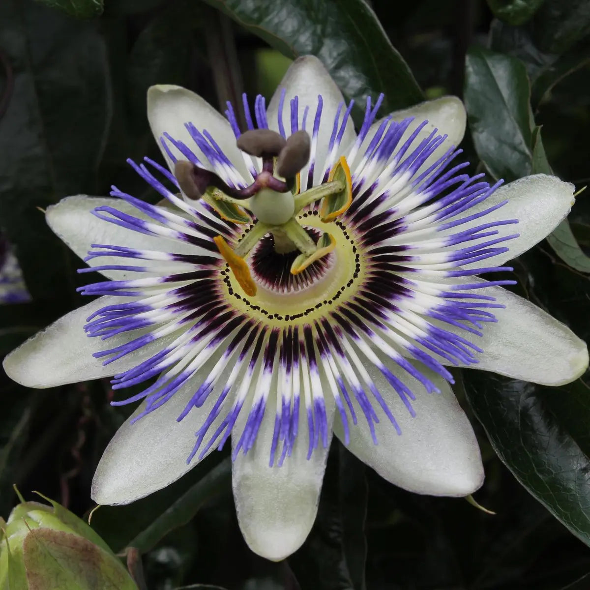 Passiflora Blau - ↨65 cm - Ø15 MEERgroothandel Planten