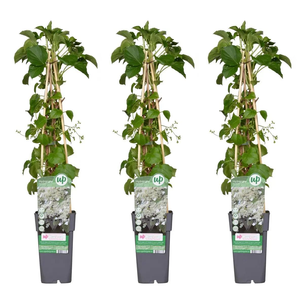 3x - Hydrangea petiolaris - ↨65cm - Ø15 MEERgroothandel Planten