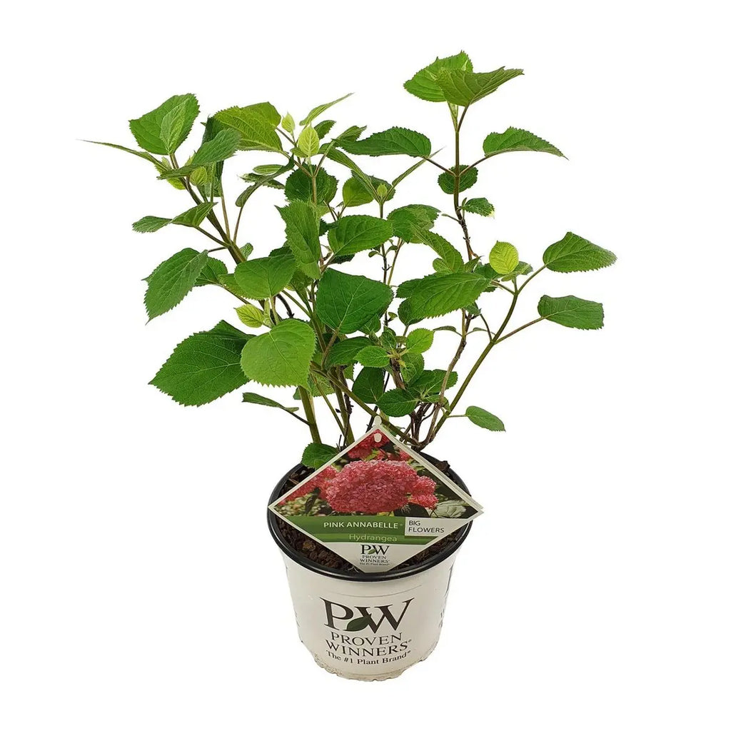 Schneeball-Hortensie Hydrangea arborescens 'Pink Annabell'® | Pinke Farbenpracht  Ø 19  ↕ 30 cm - Pille Gartenwelt