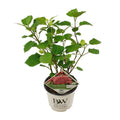 Schneeball-Hortensie Hydrangea arborescens 'Pink Annabell'® | Pinke Farbenpracht  Ø 19  ↕ 30 cm - Pille Gartenwelt