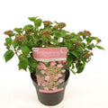 Hortensie Hydrangea serrata ‘Pink Petticoat’ - Ø19cm - ↕25cm