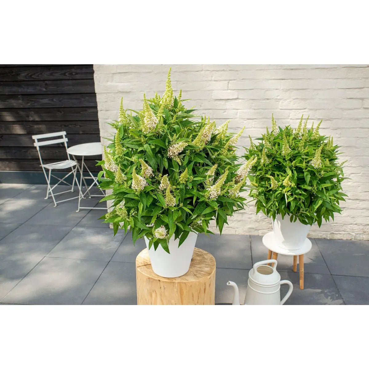 Buddleja Dav. 'Butterfly Candy Little White'® - ↕25 cm - Ø19cm - Pille Gartenwelt