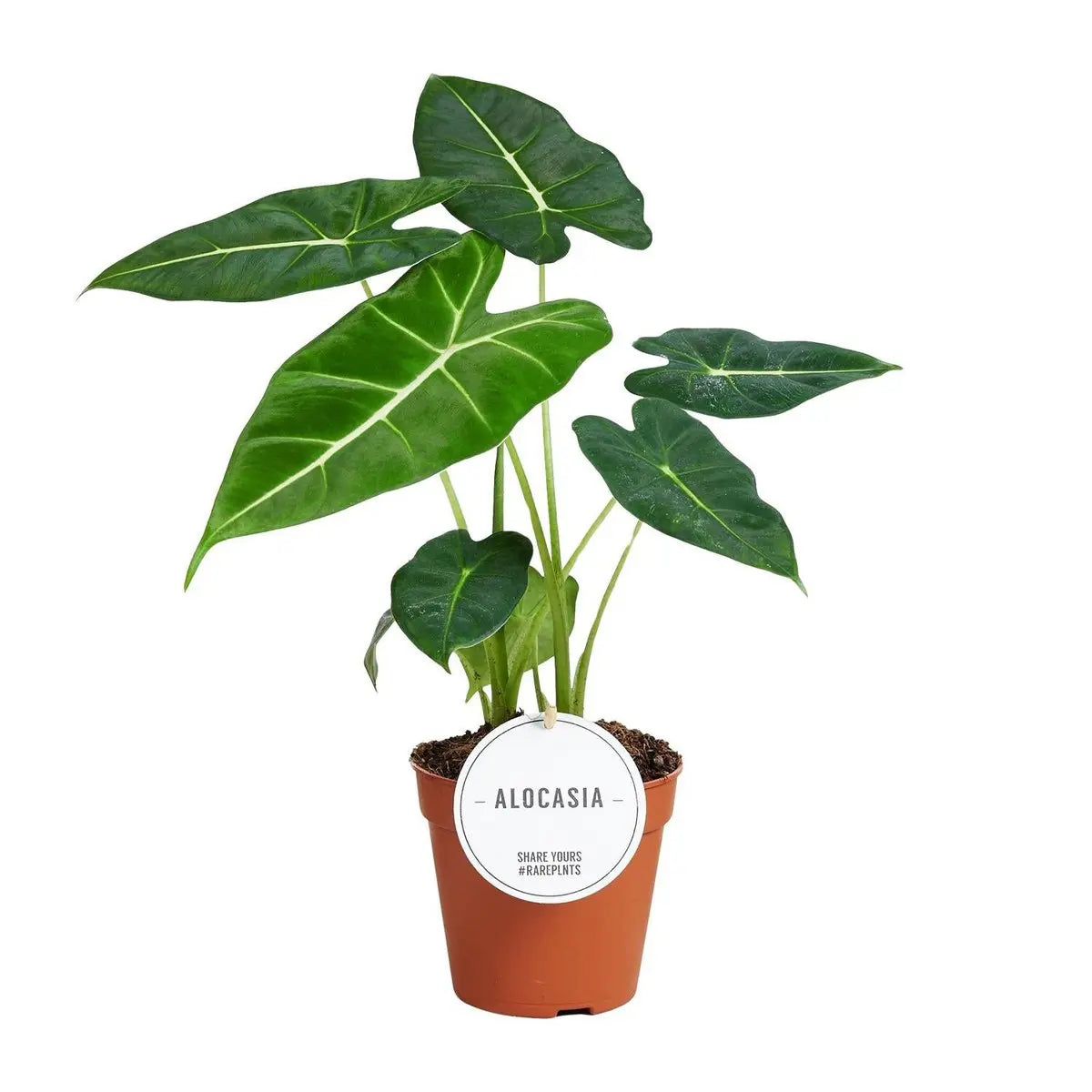Alocasia Frydek - Ø12CM - ↕35 cm