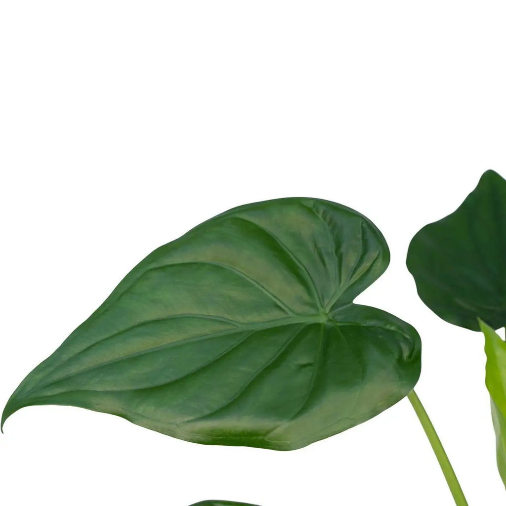Alocasia Cucullata - Elefantenohr - Ø19cm -↕ 55cm MEERgroothandel Planten