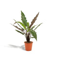 Alocasia Lauterbachiana – Ø19cm – ↕80cm MEERgroothandel Planten