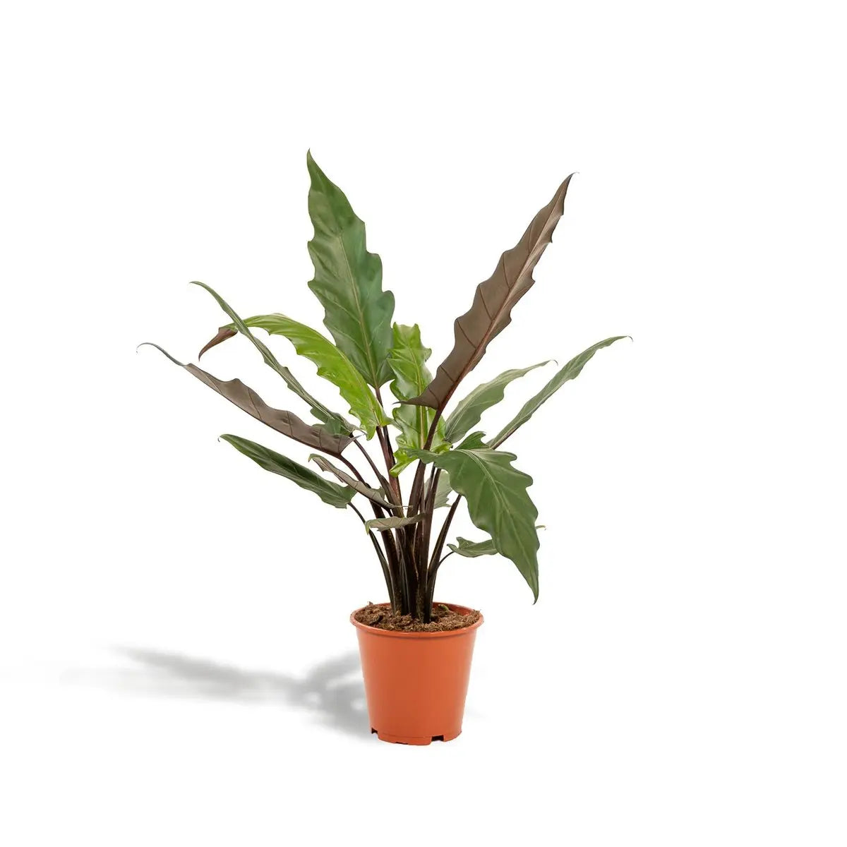 Alocasia Lauterbachiana – Ø19cm – ↕80cm MEERgroothandel Planten