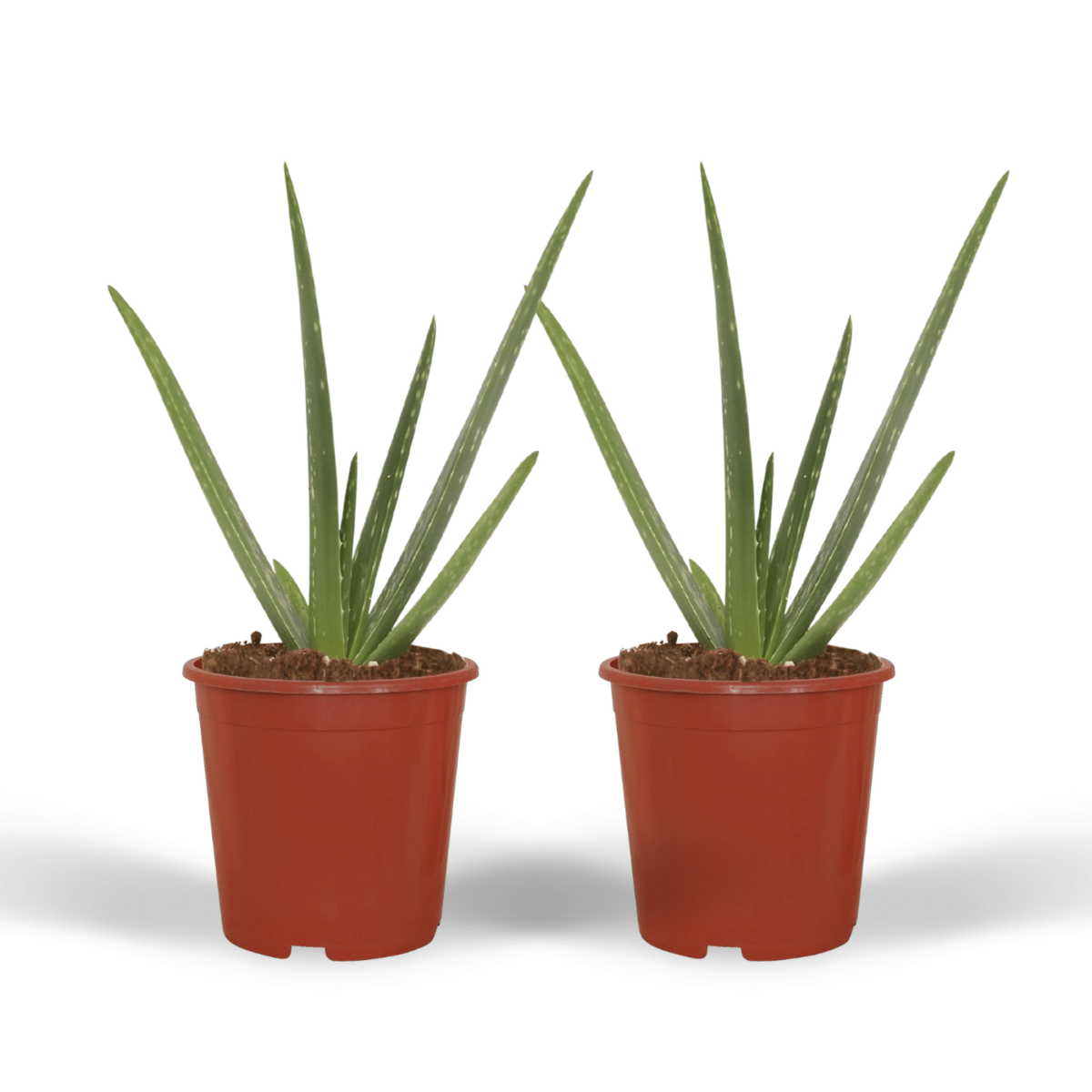 Aloe Vera 2er-Set im Topf Ø12 cm – pflegeleichte Zimmerpflanze