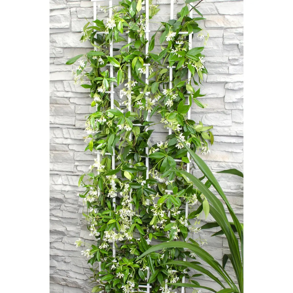 Trachelospermum ‘Star of Venice’ Sternjasmin | duftend | immergrün | 15 cm Durchmesser 65 cm hoch - Pille Gartenwelt