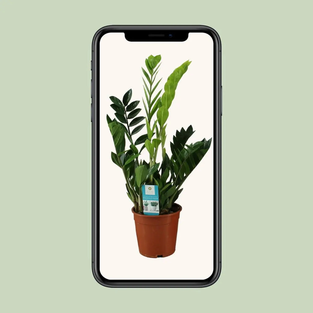 Zamioculcas Zamiifolia - Ø17cm - ↕65cm MEERgroothandel Planten