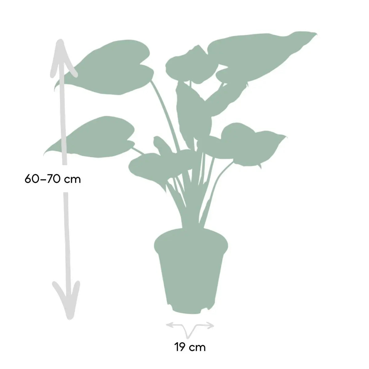 Alocasia Cucullata - Elefantenohr - Ø19cm -↕ 55cm MEERgroothandel Planten