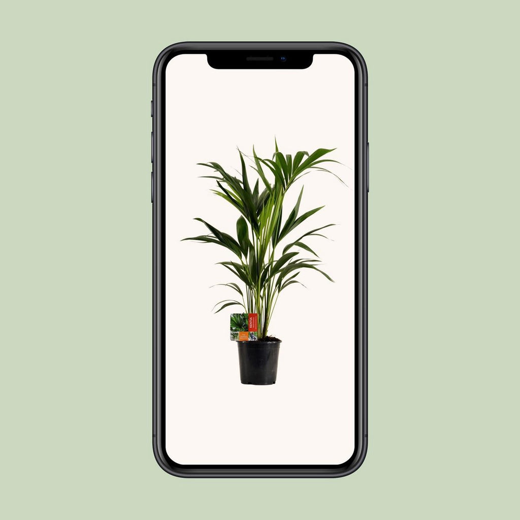 Palme Howea Leinets - Ø19cm - ↕100 cm | Kentia Palme