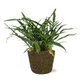 Aglaomorpha Coronans - Ø17cm - ↕45cm + Selin Pot D18x16cm - Schwarz MEERgroothandel Planten