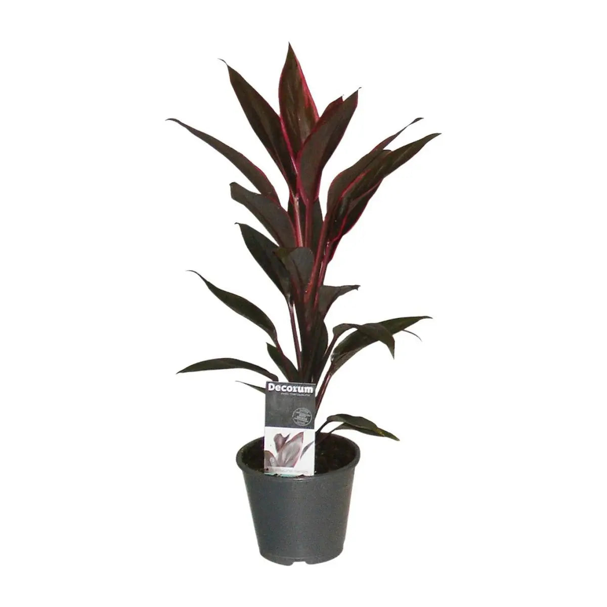 Cordyline  fruticosa  „Tango“ Keulenlilie – P12, Höhe 40 cm