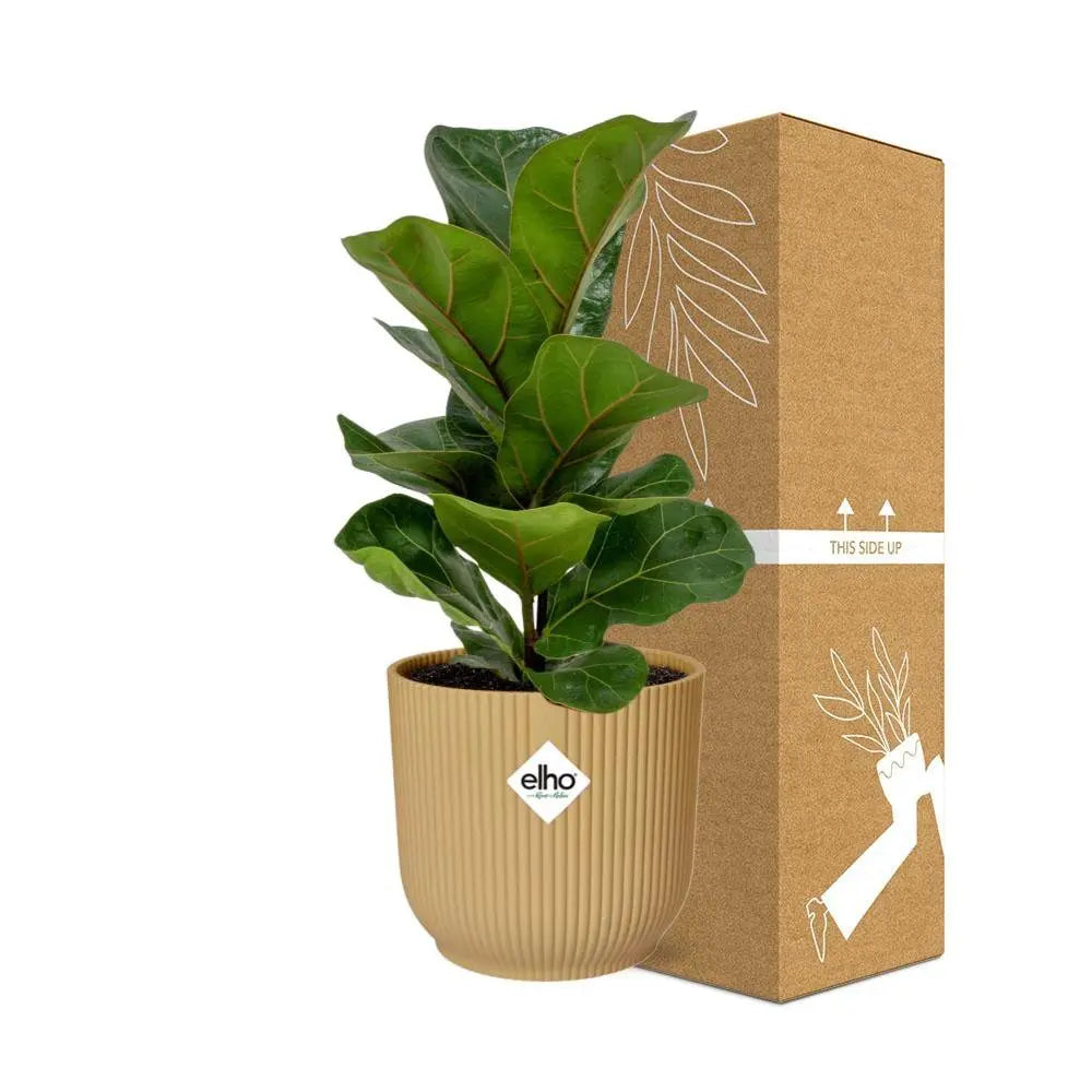 Ficus lyrata „Bambino“ in Elho -Vibes Falten Sie 14 cm Geel MEERgroothandel Planten