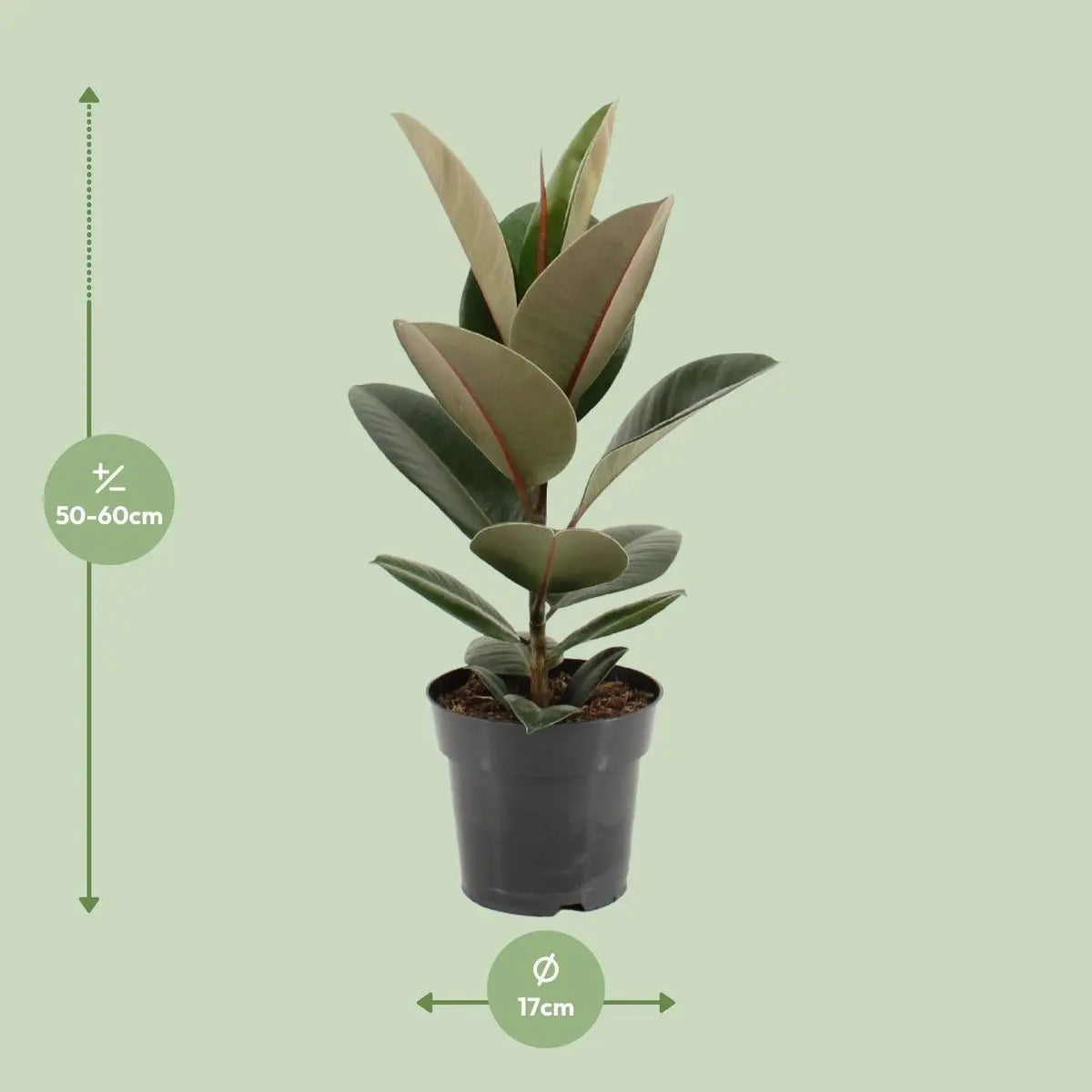 Ficus Sturdy Elastic - Ø17cm - ↕55 cm MEERgroothandel Planten