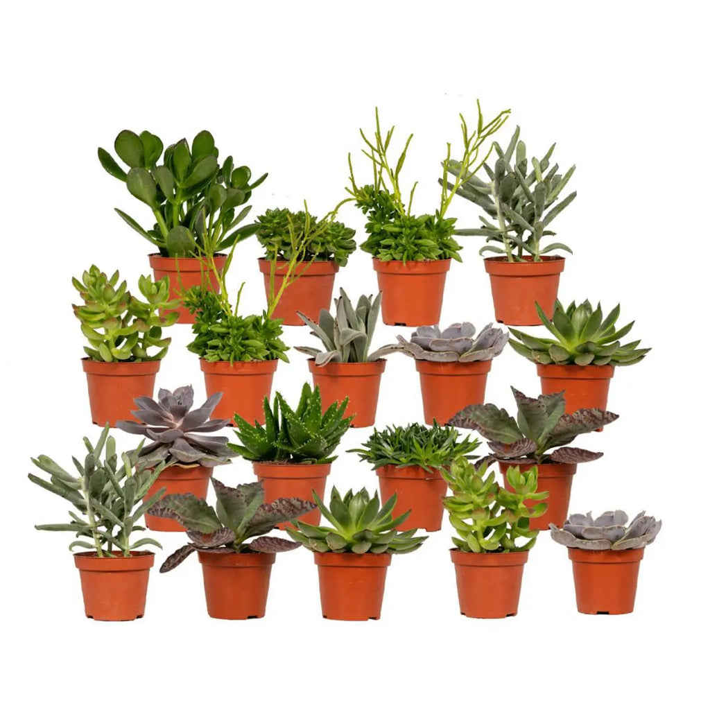 Everpring - Sukkulente Mischung - 18 Stücke - 10 cm - Ø8.5 - Pille Gartenwelt
