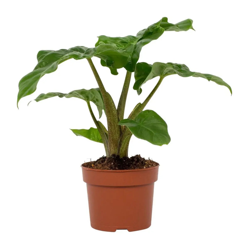 Alocasia Low Rider 12cm | [P12-H30] |  Kompaktes Elefantenohr