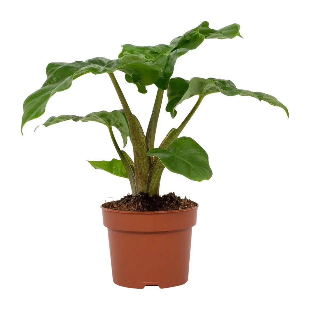 Alocasia Low Rider 12cm | [P12-H30] |  Kompaktes Elefantenohr