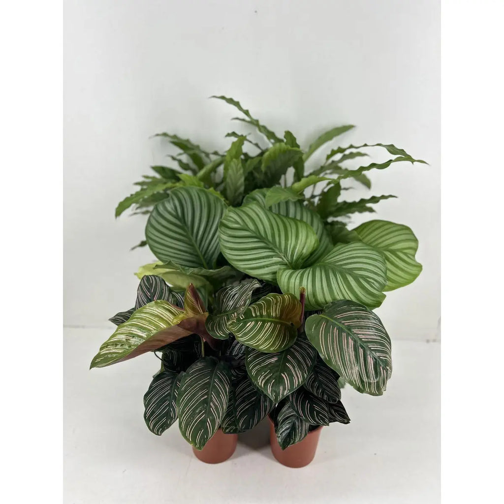 Calathea Mix p14cm MEERgroothandel Planten