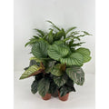 Calathea Mix p14cm MEERgroothandel Planten
