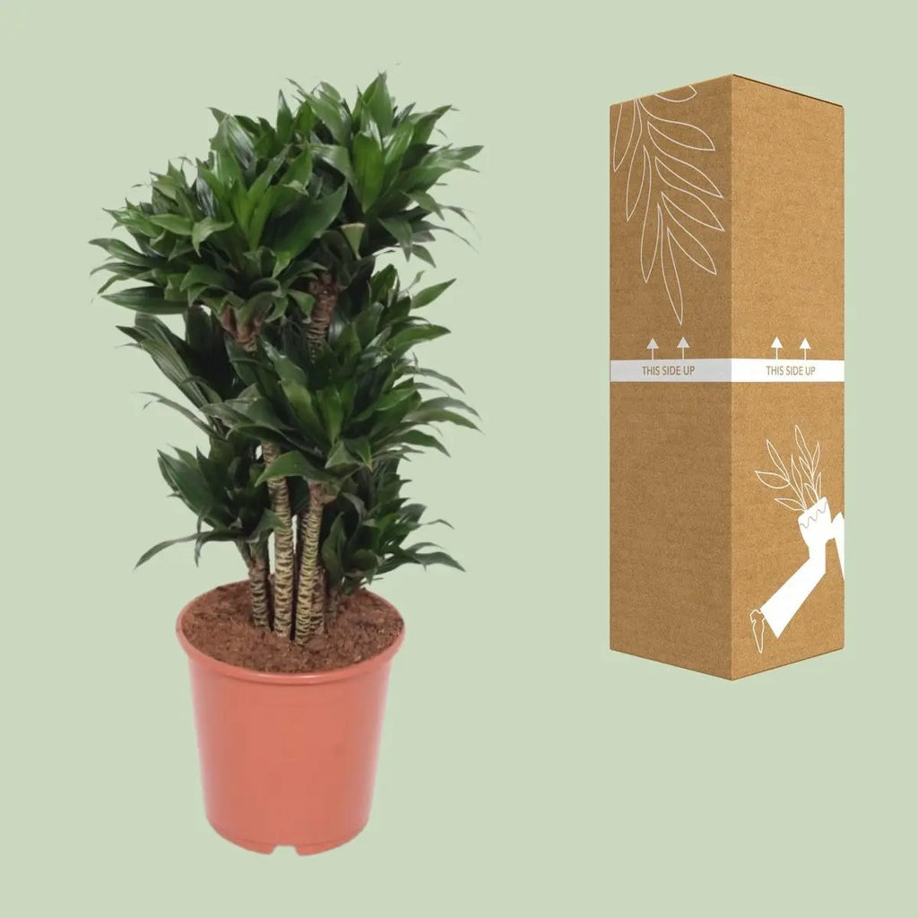 Dracaena Compact - Ø24cm - ↕80 cm MEERgroothandel Planten