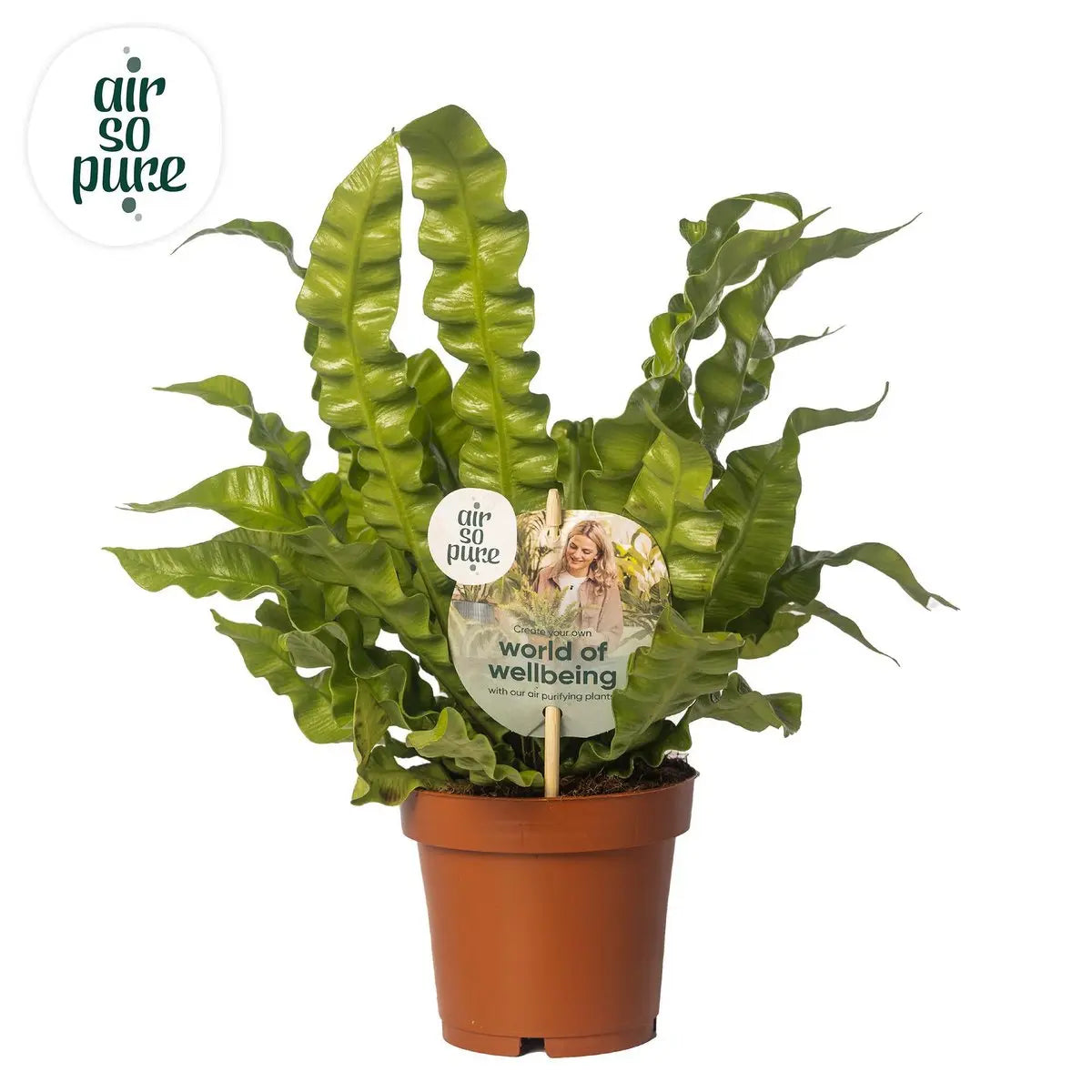 Vogelnest-Farn Asplenium Crispy Wave - Ø12cm - ↕25 cm