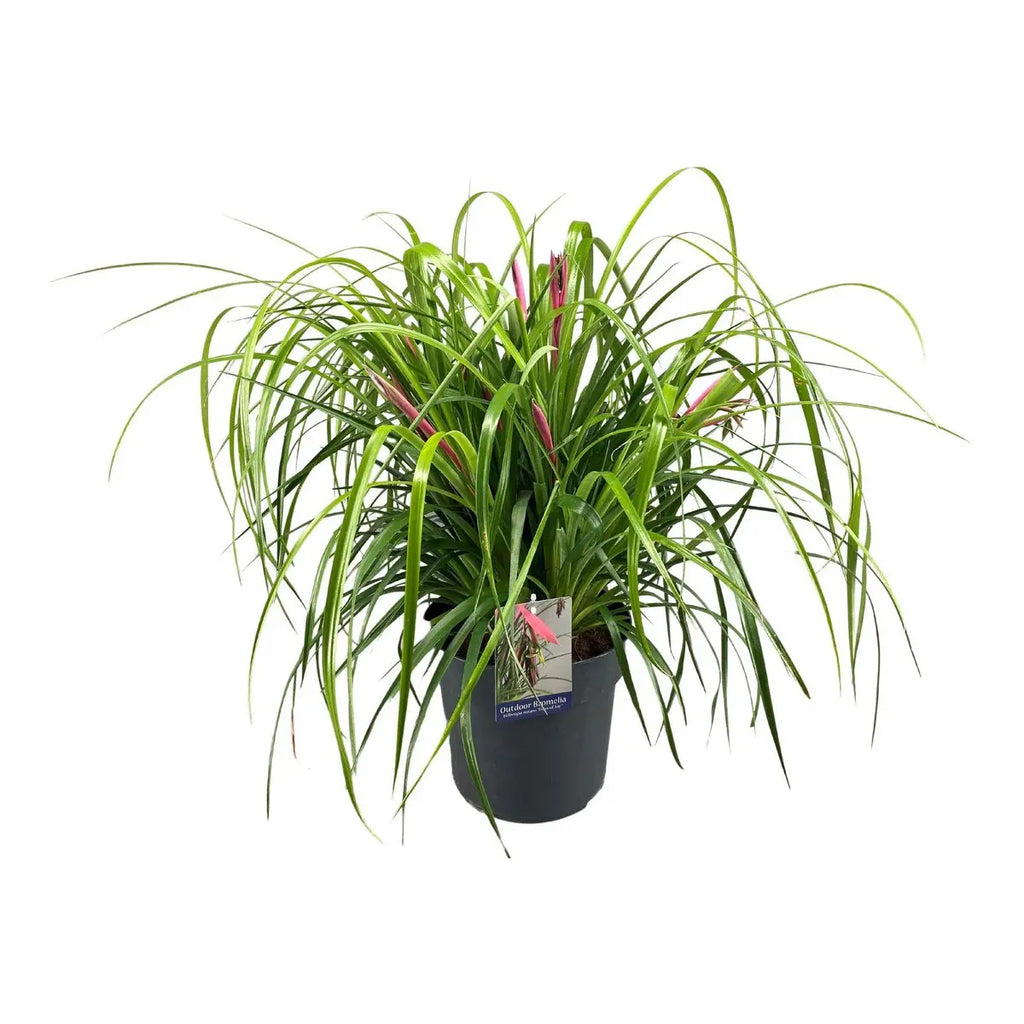 Billbergia nutans – hängende röhrenförmige Blütenstände Detailaufnahme