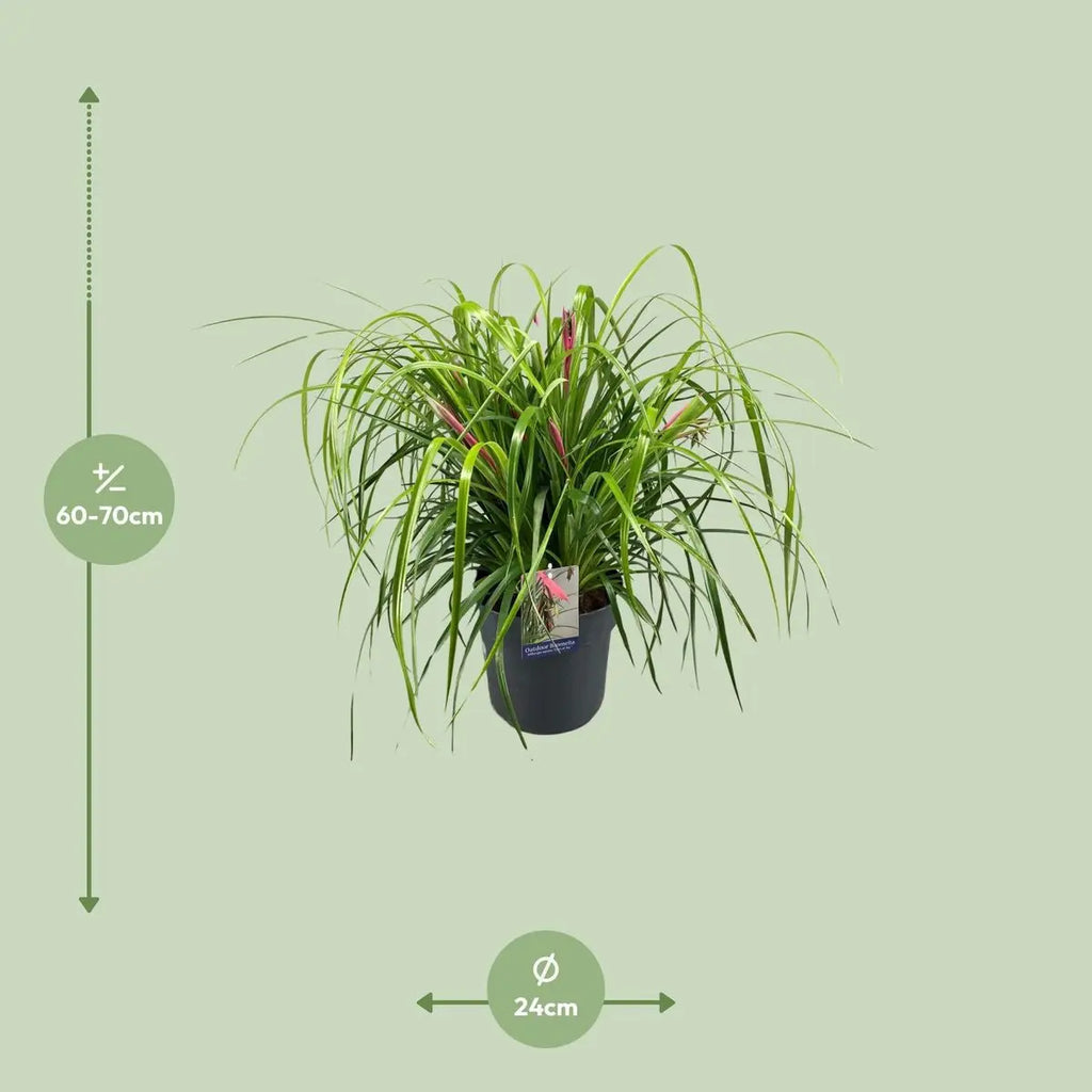 Königinstränen Billbergia nutans P24 ca. 70 cm – Bromelie Gesamtansicht