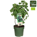 Liefergröße Bio Johannisbeerstrauch – Kulturtopf Ø23 cm und Höhe ca. 50 cm