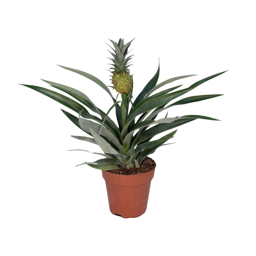 Bromelie Ananas (Ananas comosus) im Ø12 cm Topf freigestellt auf weißem Hintergrund