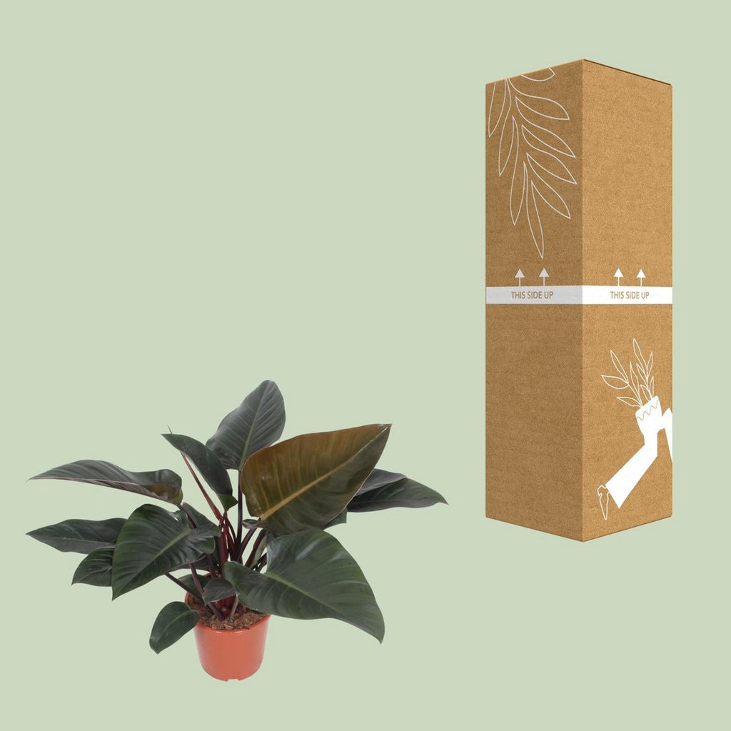 Philodendron Congo Rot roter Versand-Verpackung