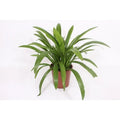 Hymenocallis attraktiv - Ø27cm - ↕80 cm MEERgroothandel Planten