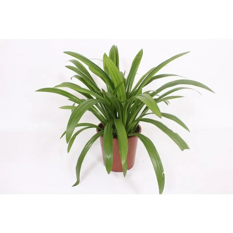 Hymenocallis attraktiv - Ø27cm - ↕80 cm MEERgroothandel Planten